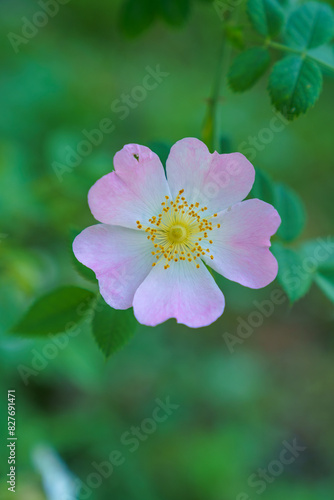 pink and white flower