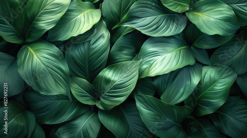 leaves of Spathiphyllum cannifolium  abstract green texture  nature background  tropical leaf