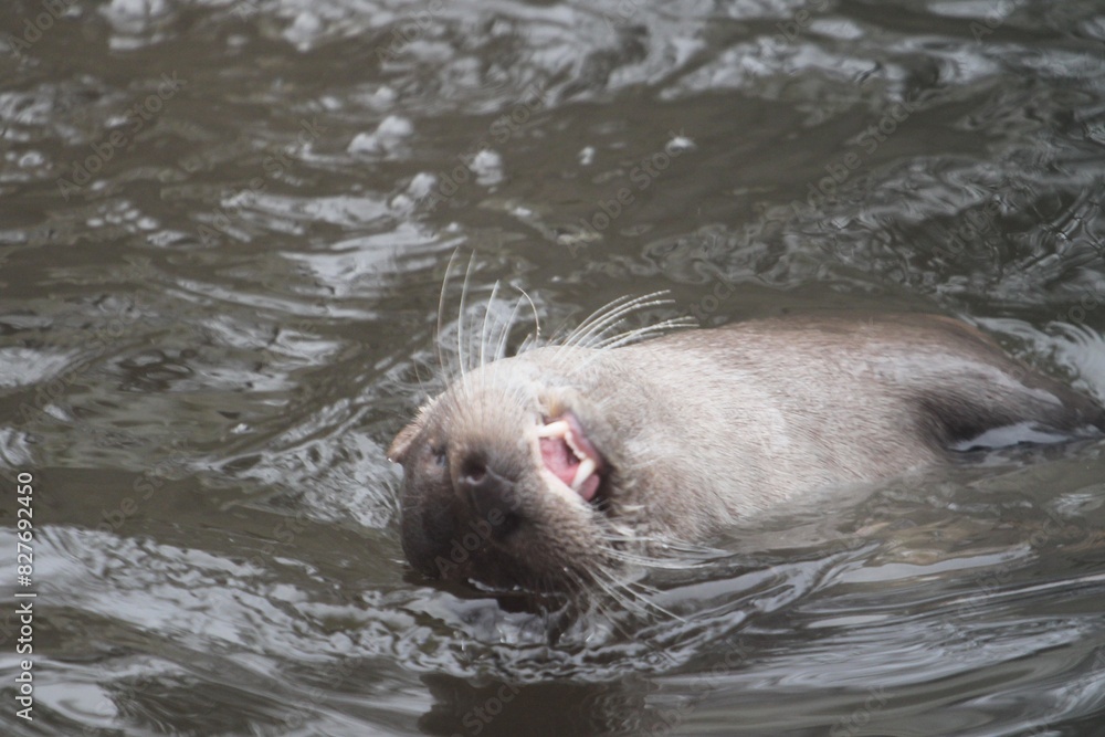 Obraz premium A gray otter with a long mustache, sharp teeth and a cute nose swims in the water