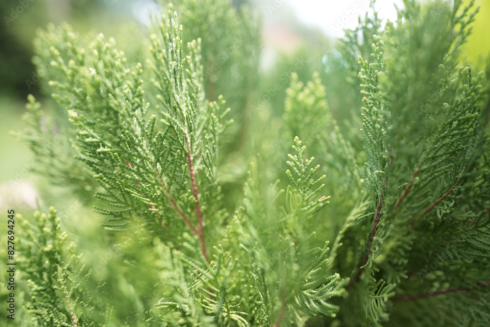 Oriental Arborvitae leaves close up Oriental Arborvitae leaves close up