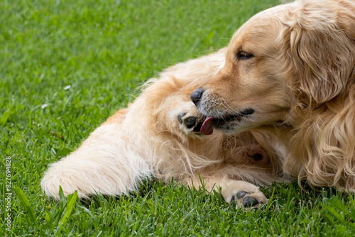 Gorgeous specimen of golden retriever dog. Relaxed in the garden he is cleaning a paw with his tongue.

