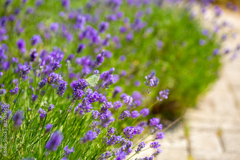 Obraz premium Butterflies on spring lavender flowers under sunlight. Beautiful landscape of nature with a panoramic view. Hi spring. long banner