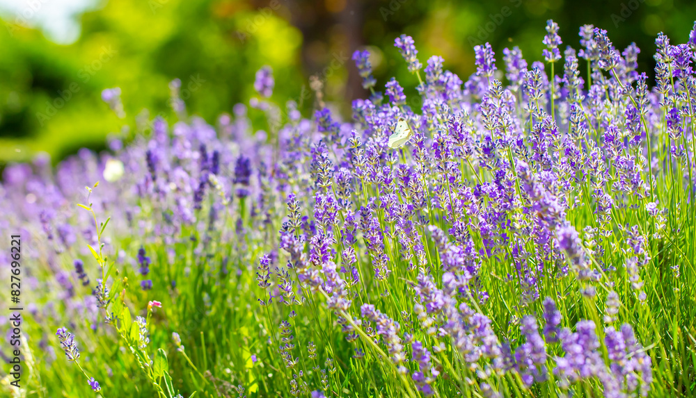 Naklejka premium Spring lavender flowers under sunlight. Lilac flowers close up. Beautiful landscape of nature with a panoramic view. Hi spring. long banner