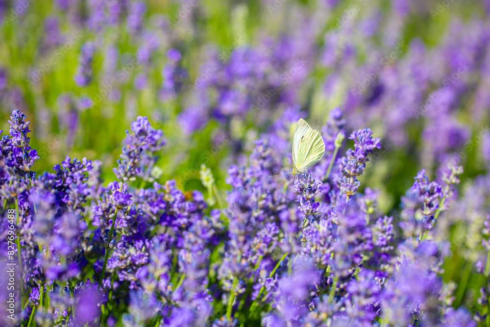 Fototapeta premium Butterflies on spring lavender flowers under sunlight. Beautiful landscape of nature with a panoramic view. Hi spring. long banner