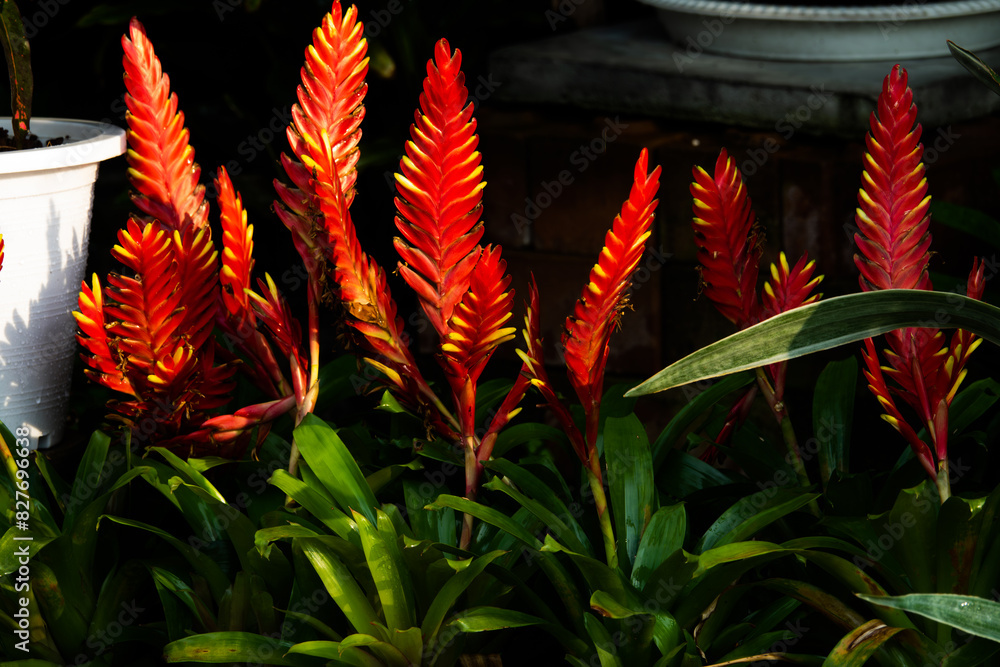 A bunch of red flowers are in a pot. The flowers are in a garden and are surrounded by green leaves A bunch of red flowers are in a pot. The flowers are in a garden and are surrounded by green leaves