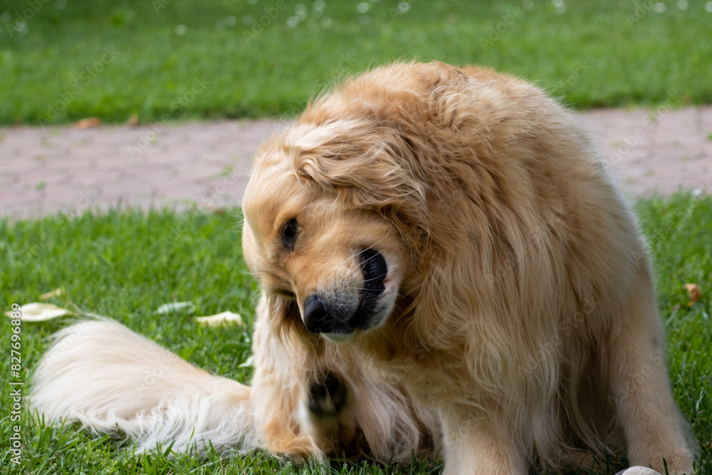 The Golden Retriever grooms himself and bites his brown fur. Purebred dog relaxing in the home garden.
The Golden Retriever grooms himself and bites his brown fur. Purebred dog relaxing in the home garden.