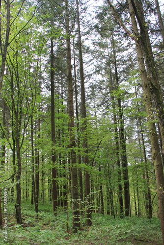 Blick in den Wald