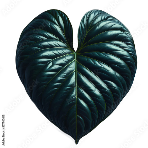 ai-generated item, rare, odd, high, a large, heart shaped leaf from a tropical plant, with glossy dark green hues and a waxy texture tha photo