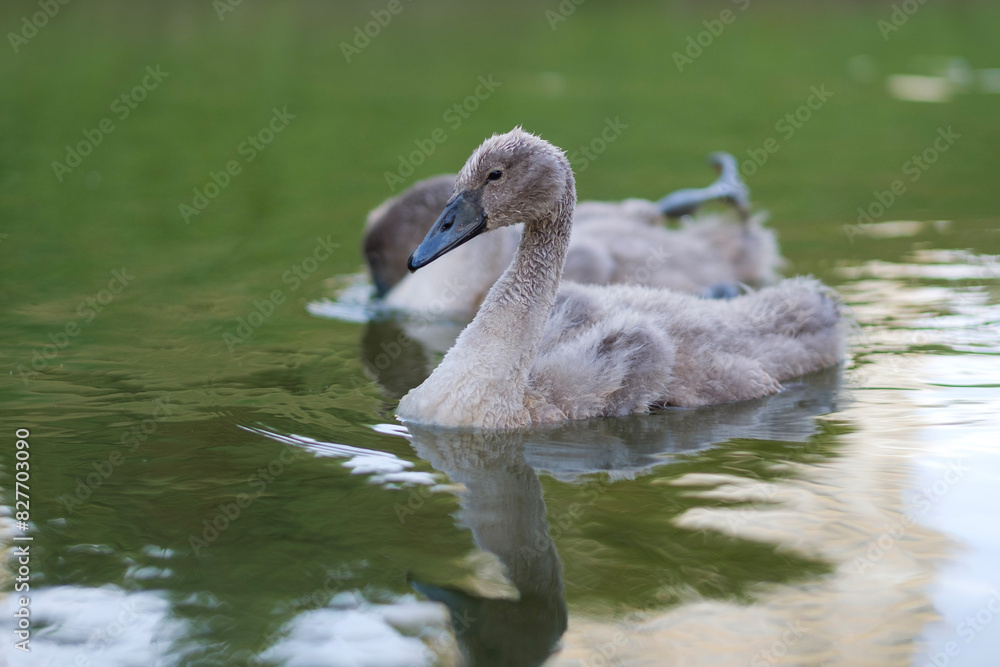 mute swan, a juvenile bird mute swan, a juvenile bird