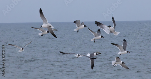 Seagull flying over the ocean