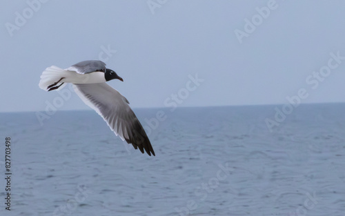 Seagull flying over the ocean