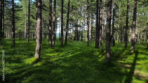 Wallpaper Mural Moving in summer forest. Trees with shadows and sunshine, green wood, tracking shot, 4k  Torontodigital.ca