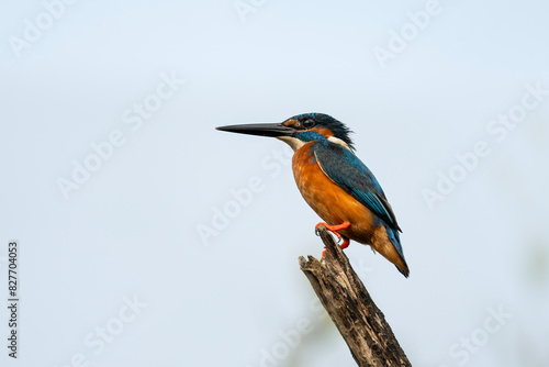 Kingfisher, Alcedo atthis in Sri Lanka © nexusby