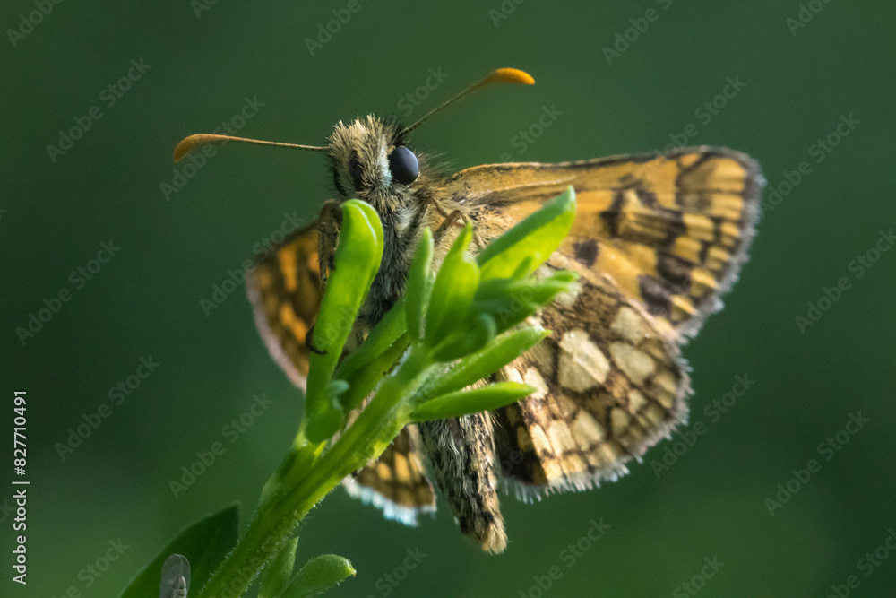 An arctic skipper (Carterocephalus palaemon) in resting position