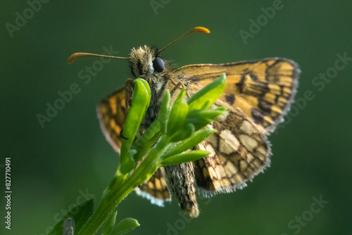 Obraz na płótnie An arctic skipper (Carterocephalus palaemon) in resting position w salonie