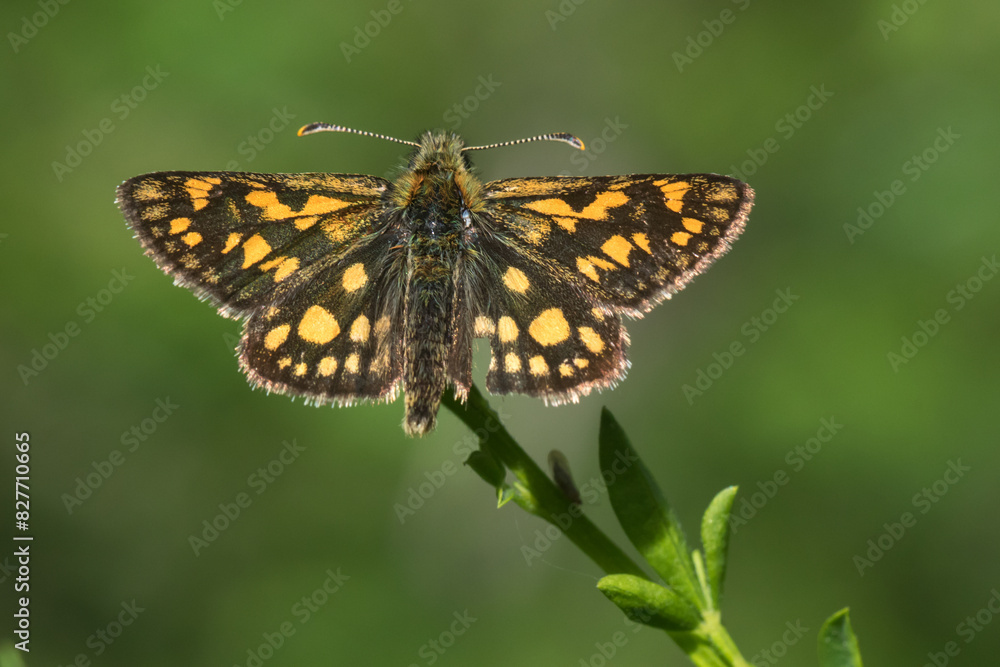 An arctic skipper (Carterocephalus palaemon) in resting position