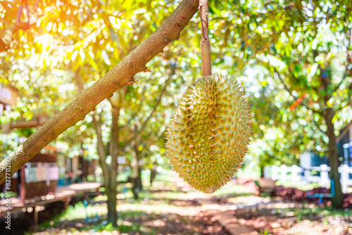 Fresh durian fruit on tree, Durians are the king of fruits, Tropical of asian fruit.Lava Durian Sisaket.