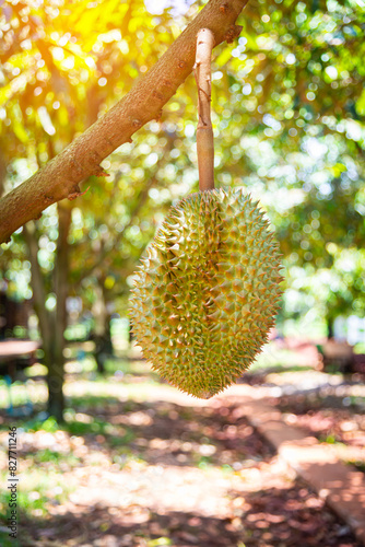 Fresh durian fruit on tree, Durians are the king of fruits, Tropical of asian fruit.Lava Durian Sisaket.