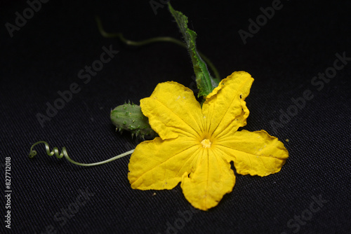 Large isolated cucumber flower on a dark background, isolated, macro.