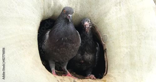 Rock dove feeding young birds in the nest, France photo