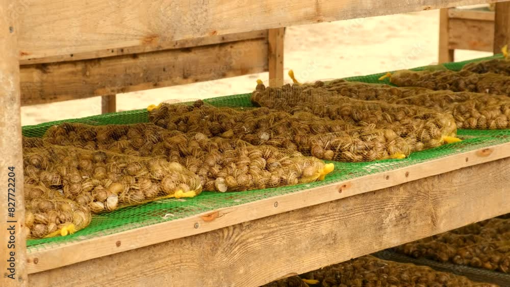 a lot of snails on the farm. Selective focus. a lot of snails on the farm. Selective focus.