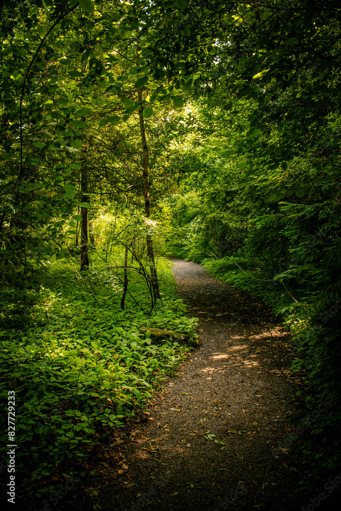Obraz premium path in the woods
