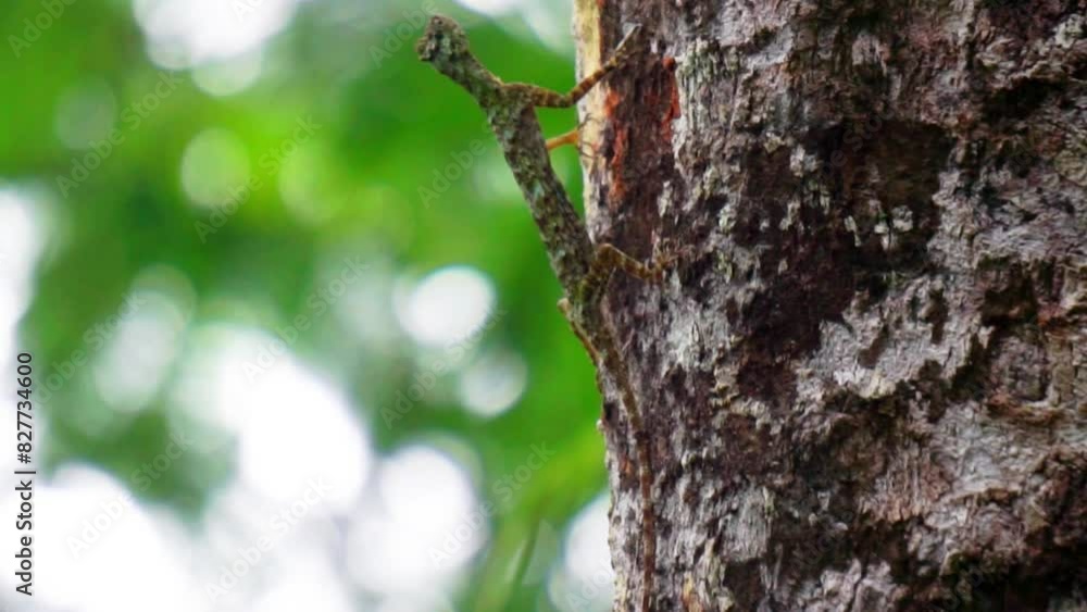 Draco volans (Cekibar, cecak terbang, cicak terbang, klarap, common flying dragon). The female common flying dragon digs a hole in the soil to serve as a nest, and lays eggs in it Draco volans (Cekibar, cecak terbang, cicak terbang, klarap, common flying dragon). The female common flying dragon digs a hole in the soil to serve as a nest, and lays eggs in it