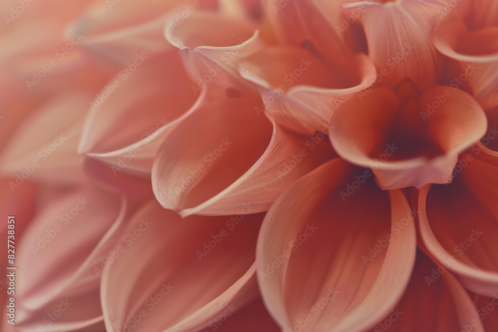 Close up of Pink Dahlia Petals in Soft Focus for Natural Elegance and Botanical Beauty Close up of Pink Dahlia Petals in Soft Focus for Natural Elegance and Botanical Beauty