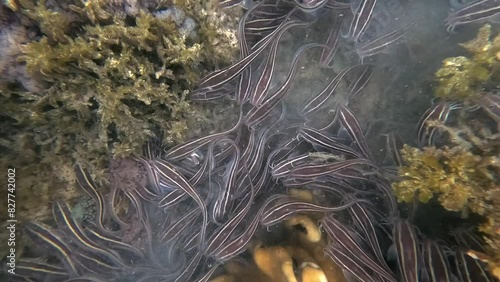 Top view of a school of Striped Eel Catfish. The Plotosus lineatus has a venomous spine in each of its fins. Highly toxic but not lethal to humans. photo