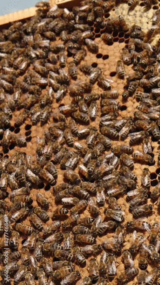 Honey frame coated with stripy insects crawling over. Man's hand holding a heavy frame full of honey and bees. Close up. Vertical video Honey frame coated with stripy insects crawling over. Man's hand holding a heavy frame full of honey and bees. Close up. Vertical video