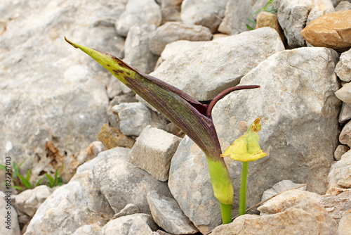 Arum (Arum dioscorides) in stone habitat photo