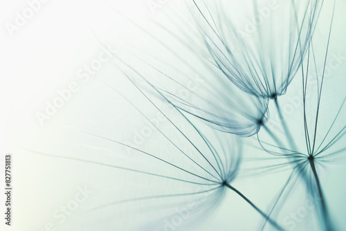 White dandelion in a forest at sunset. Macro image. Abstract nature background