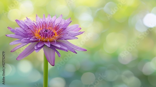  A purple flower with a yellow center  positioned against a green and white backdrop featuring a blurred expanse behind the flower