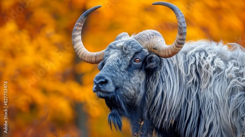  A horned animal, sporting long horns, stands before an orange-yellow tree in a forest teeming with similar hued foliage photo