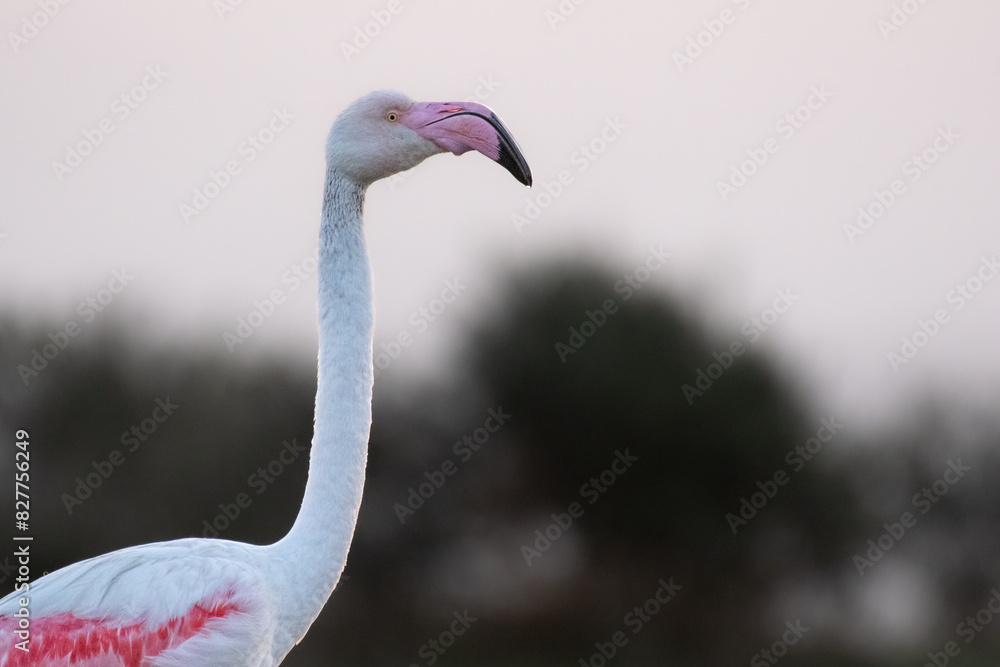 Obraz premium close up of a flamingo