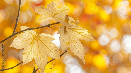  A tree branch bearing yellow leaves against a blurred backdrop of orange and yellow foliage in the midground  with a blurred expanse of yellow leaves forming the background