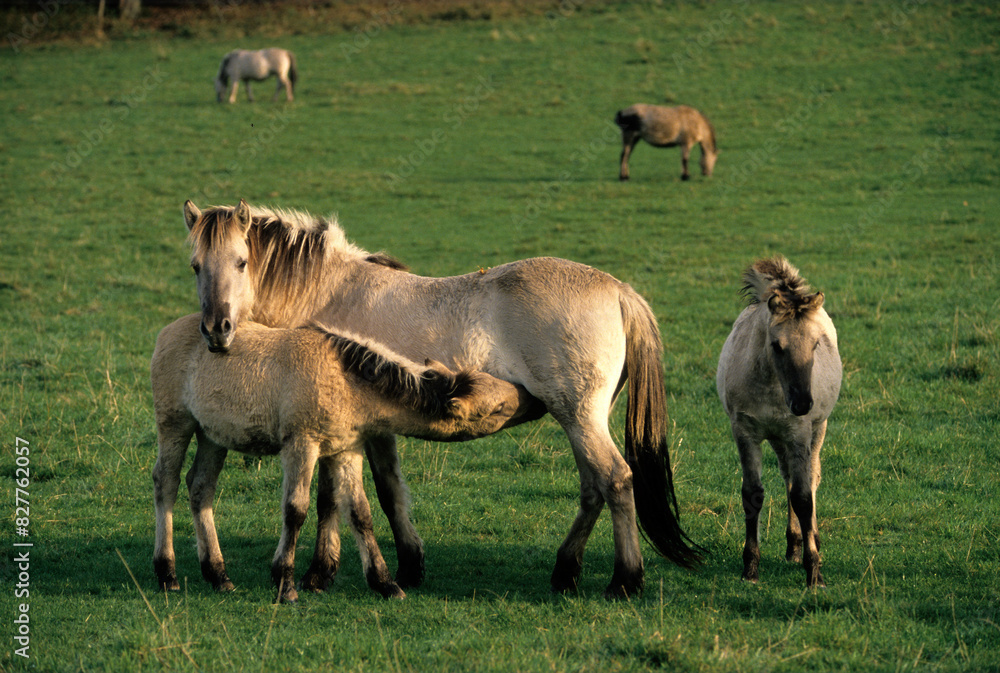 Cheval sauvage Tarpan, Equus caballus Cheval sauvage Tarpan, Equus caballus
