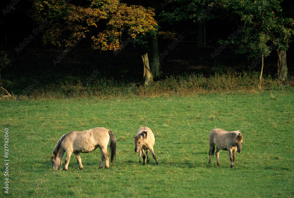 Fototapeta premium Cheval sauvage Tarpan, Equus caballus
