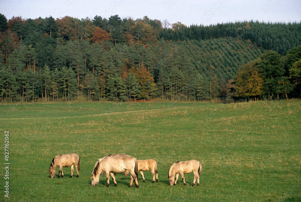 Fototapeta premium Cheval sauvage Tarpan, Equus caballus