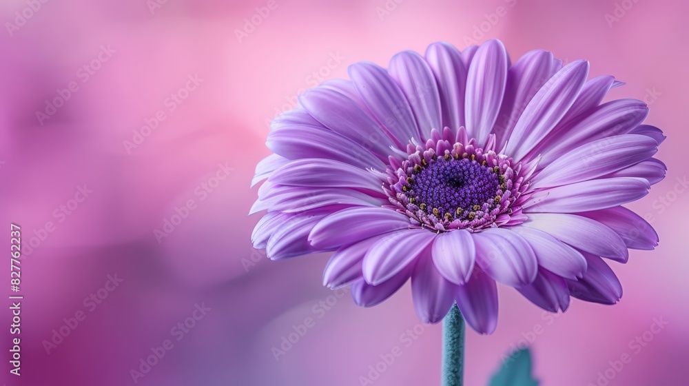 A tight shot of a purple bloom against a pastel pink backdrop, with soft focus foreground flowers and indistinct middle-ground background A tight shot of a purple bloom against a pastel pink backdrop, with soft focus foreground flowers and indistinct middle-ground background