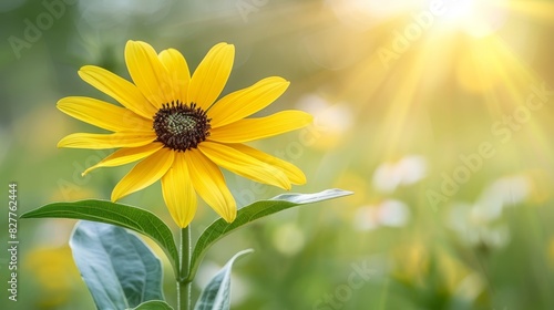  A sunflower, situated in the heart of a field, basks in the sunlight filtering through its leaves Meanwhile, the sun casts rays onto the ground at the image photo
