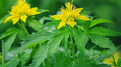  A tight shot of several flowers with distinct green leaves in the foreground  and a hazy backdrop of yellow blooms with overlapping green foliage