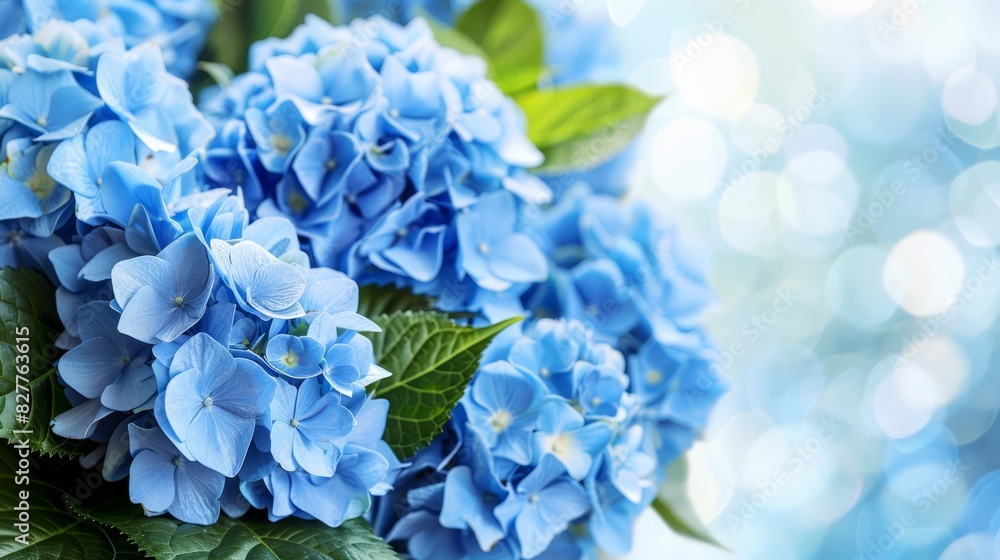 A bouquet of blue hydrangeas with green leaves on a blue backdrop A bouquet of blue hydrangeas with green leaves on a blue backdrop