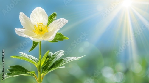  A white flower with a yellow center and green leaves stands out against a sunny backdrop The sun shines down on the grass below  casting long shadows In the distance  a blue