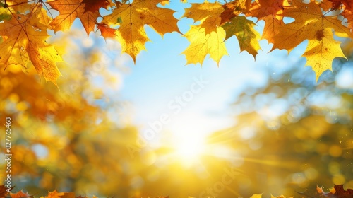  The sun brightly shines through maple tree's leaves, contrasting the blue sky background, and a sun beams vividly within the leafy foreground