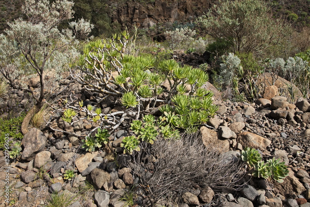 Fototapeta premium Vegetation in Barranco de Guayadeque on Gran Canaria,Canary Islands,Spain,Europe 