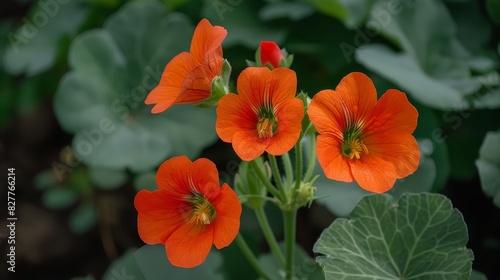  A cluster of orange flowers atop a verdant  leafy plant  surrounded by numerous green foliage plants