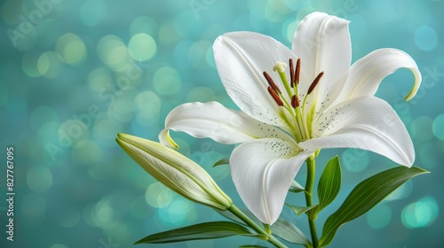  A white lily in focus against a blue and green backdrop Background softly lit with bokeh effects Blurred background is subtly out-of-focus  3