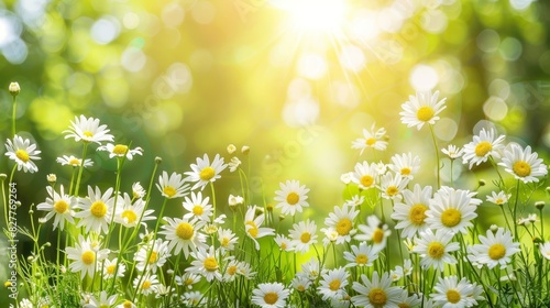  A field of green grass hosts a sea of white and yellow daisies, illuminated by the sun filtering through the trees behind