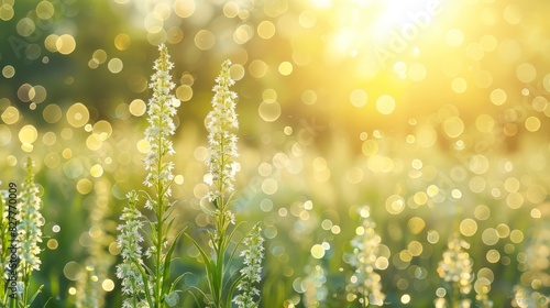  A close-up of a flower amidst a field of softly blurred grass Sun rays pierce through, illuminating the petals Grass in the foreground is gently